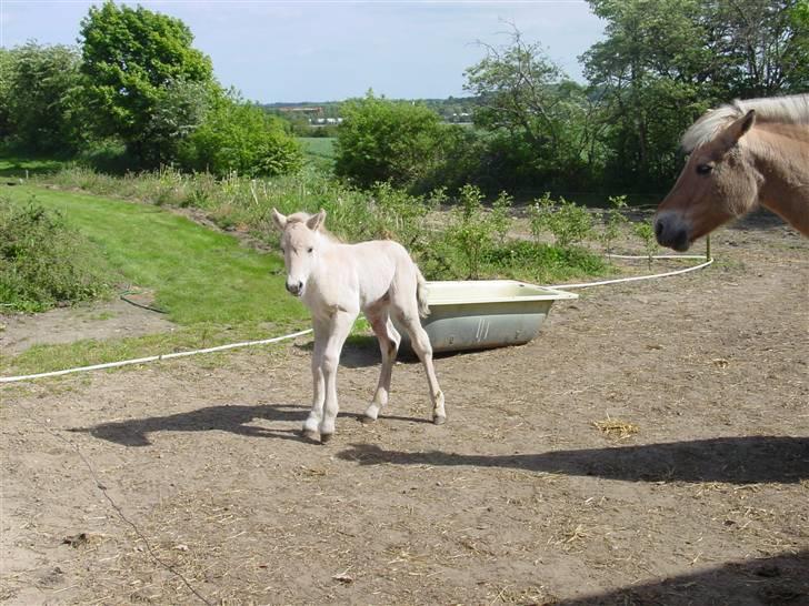 Fjordhest sofus, *SOLGT* - vakler megetxD billede 12