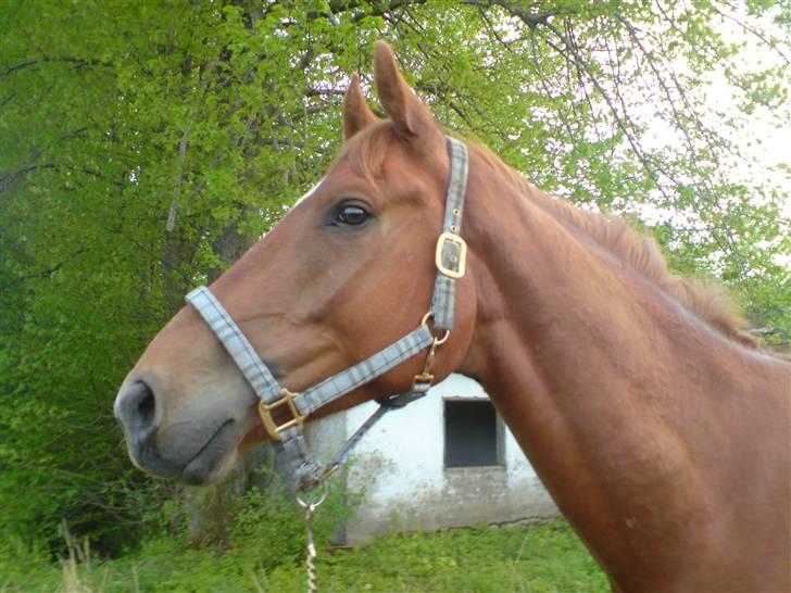 Oldenborg Alfred - solgt - 14/5 2008, Hey jeg kan høre min kammerat vrinske billede 10