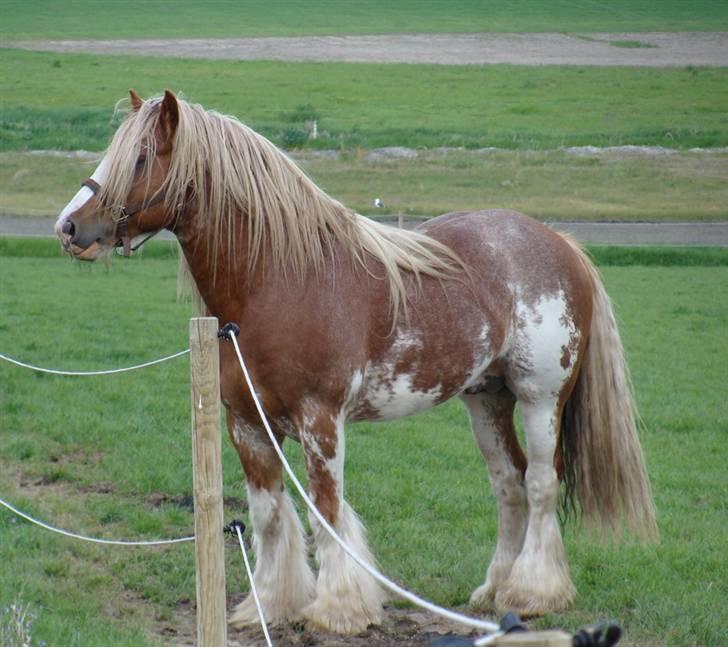 Tinker Wren Boy - HINGST - Hey damer - er I klar for det er jeg altså.... billede 17