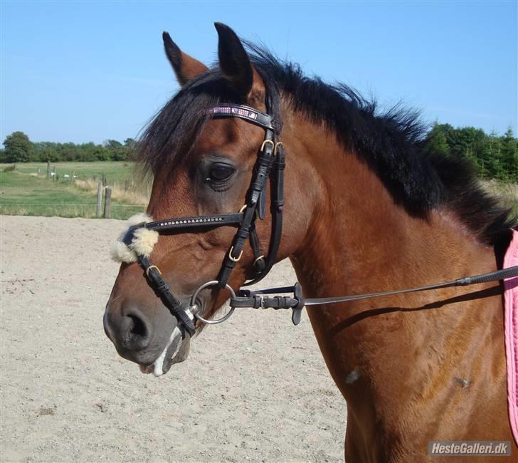 Tysk Sportspony P-tim | B-pony | SOLGT! - 17) min prins. :´) billede 17