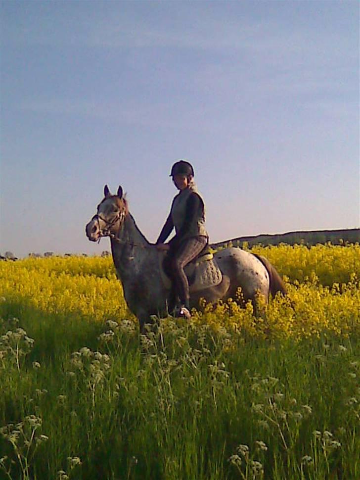 Appaloosa Coco craem billede 12