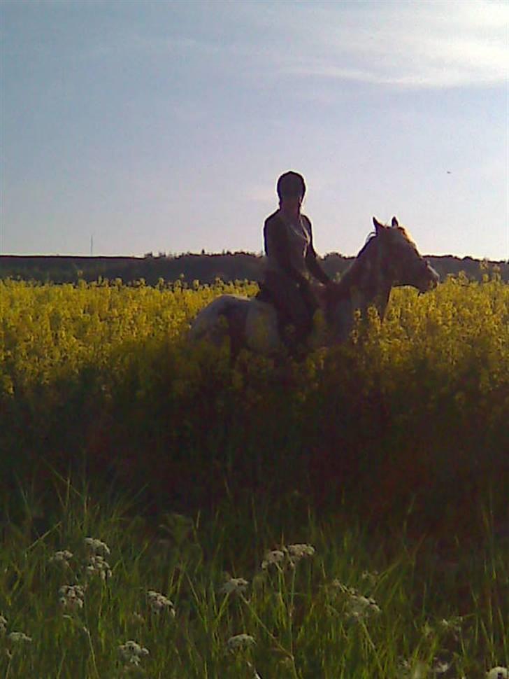 Appaloosa Coco craem billede 13