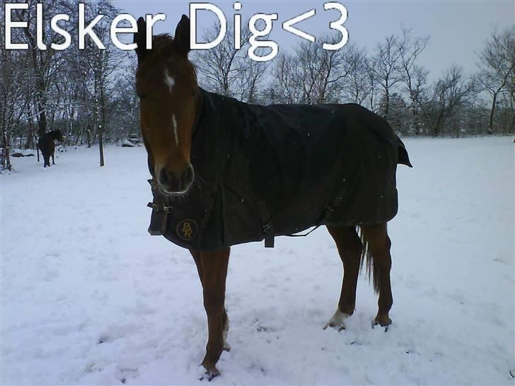 Anden særlig race Eddy - Eddy i sneen :D! INGEN BILLEDER MÅ KOPIERS! billede 4