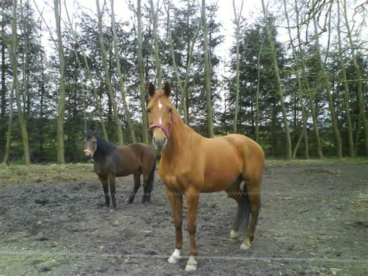 Anden særlig race Eddy - Her står jeg og keder mig! INGEN BILLEDER MÅ KOPIERS! billede 5