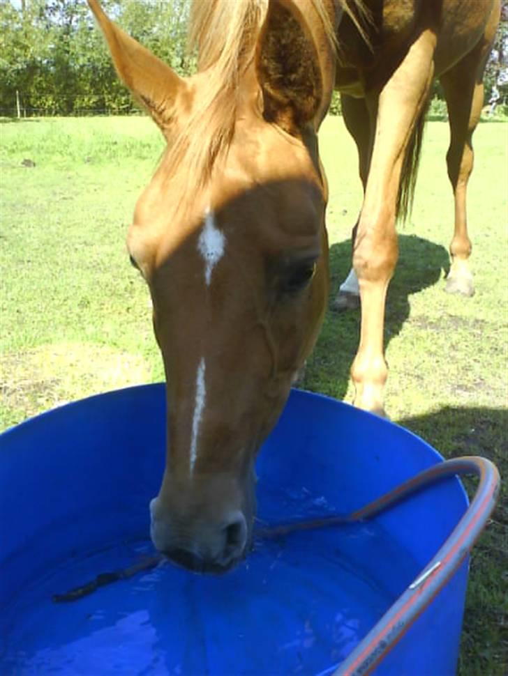 Anden særlig race Eddy - Vand, det er godt og sundt ;b INGEN BILLEDER MÅ KOPIERS! billede 6