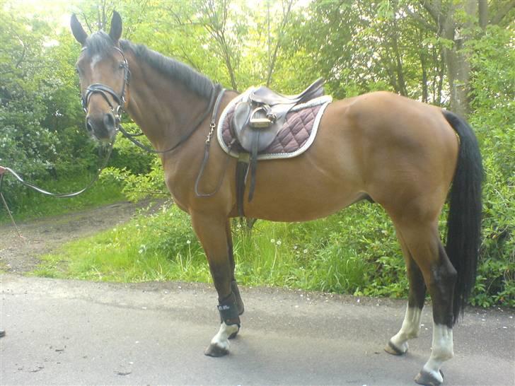Dansk Varmblod Boss  billede 4