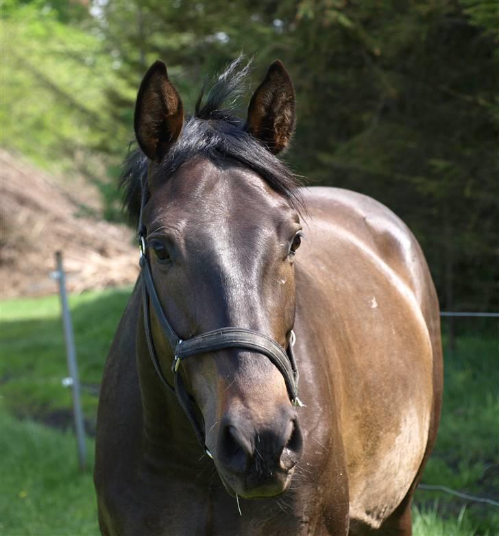 Dansk Varmblod Caezar - 12. maj 2008, foto: Tamiila. billede 10