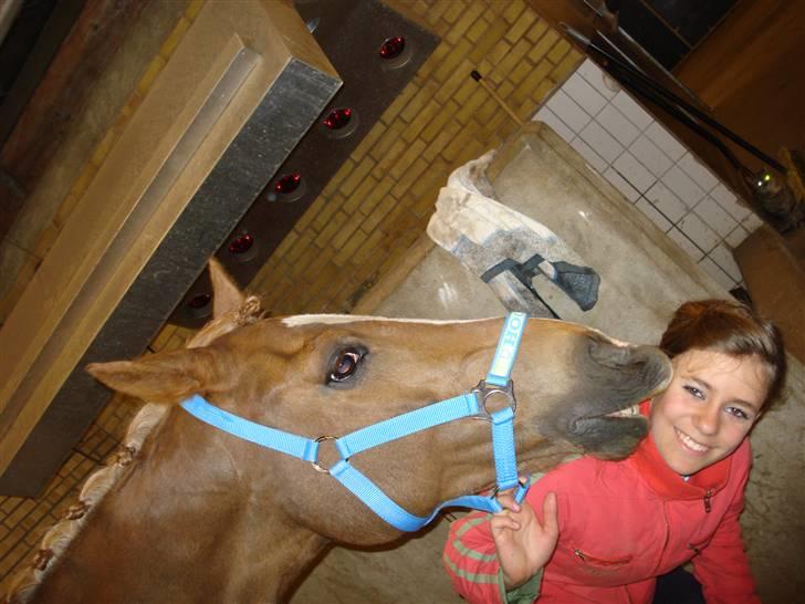 Anden særlig race The Showman - arh han æder miig! heh gøre ham klar til vores stævne i bording billede 16