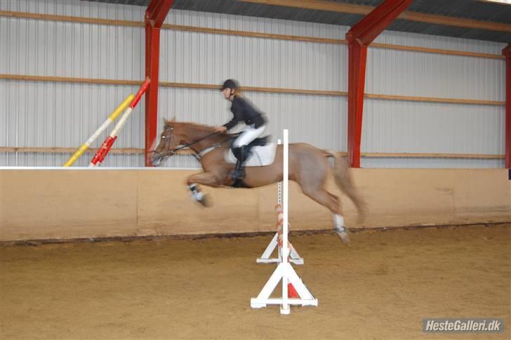 Anden særlig race The Showman - jaaaaaaaaah <3 elsker den pony billede 17