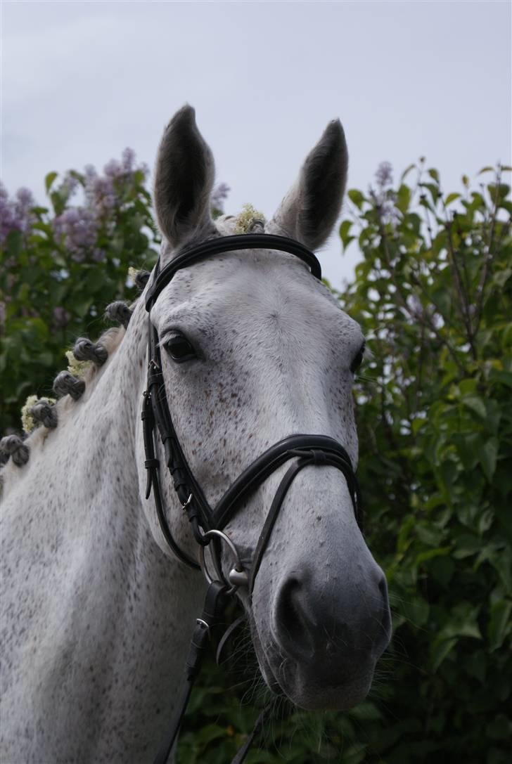 Dansk Varmblod Aglaia (R.I.P  2011) - Sommer 2009 billede 1