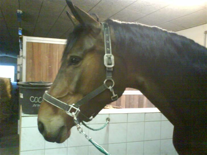 Dansk Varmblod Kongelunden Anastacia RIP - på kristinelyst billede 7