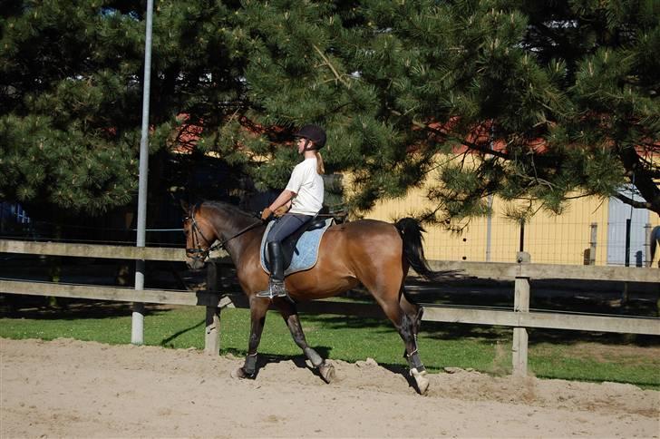 Tysk Sportspony Holsteins Toni (aflivet) - Lidt galop billede 17