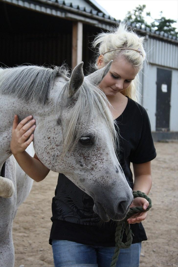 Arabisk fuldblod (OX) Senia  - dig og mig (´;        foto: Mia Grønning. billede 18