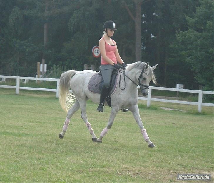 Arabisk fuldblod (OX) Senia  - Kan du sige lækker pony?(; Foto: Signe Fevre. billede 19