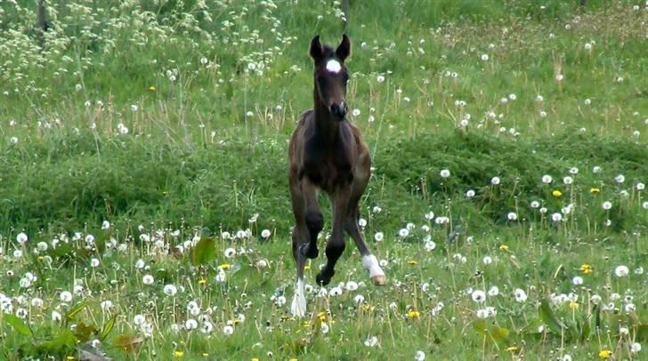 Dansk Varmblod Art Edition T *SOLGT* - WIIIIIII.....Løbe, løbe løbe! Det er bare livet det her!  billede 3
