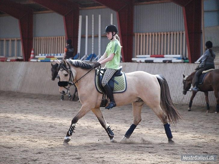 Anden særlig race Vangshøjs Baily (solgt) - Baily med hans nye ejer; Frederikke :D  billede 18