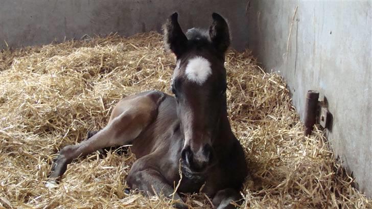 Dansk Varmblod Art Edition T *SOLGT* - Min Eddie!<3 billede 8