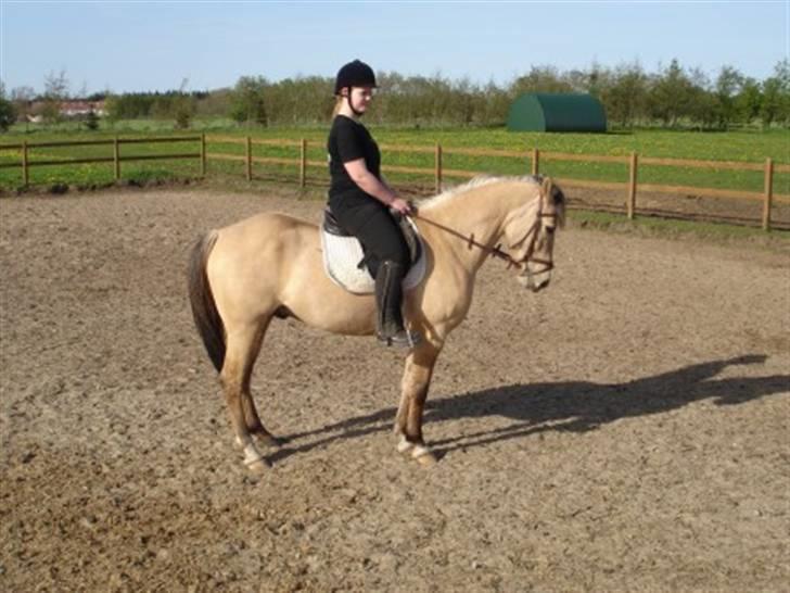 Anden særlig race Vangshøjs Baily (solgt) billede 19