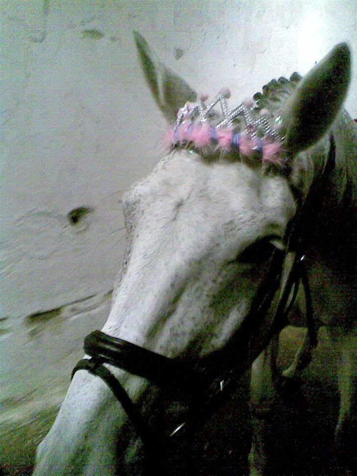 Dansk Varmblod Aglaia (R.I.P  2011) - Prinsessen til kostume show billede 9