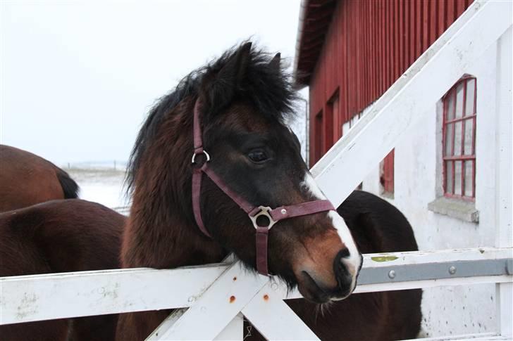 New Forest Ørsted's Mr. Makron - Januar 2010  billede 12