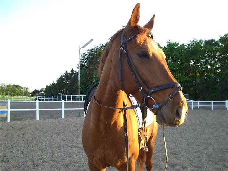 Dansk Varmblod Darcy R.I.P billede 18