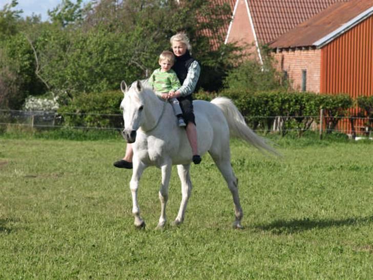 Arabisk fuldblod (OX) Sensor-dyne billede 18