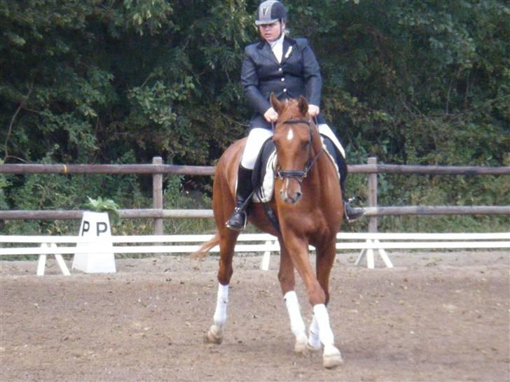 Dansk Varmblod Darcy R.I.P - Stævne FRK-S Sommer 09 billede 19