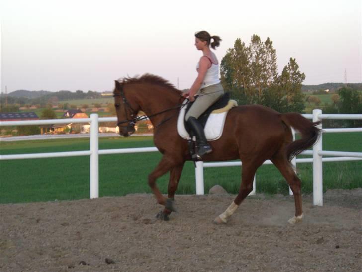 Dansk Varmblod Darcy R.I.P - Lidt gallop her i genoptræningsperioden billede 20