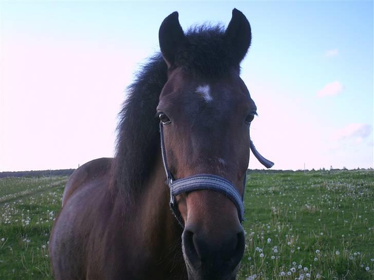 New Forest                    Sophy billede 4