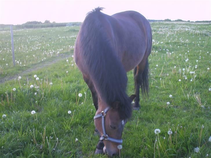 New Forest                    Sophy - Hun er en "græs æder" hehe billede 6