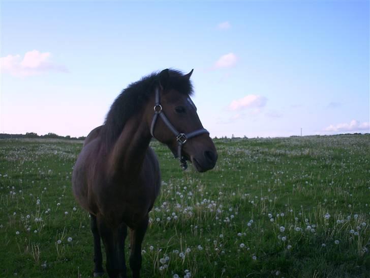 New Forest                    Sophy billede 7