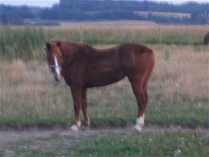 Anden særlig race Tinto billede 3