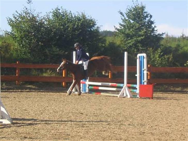 Anden særlig race Tinto billede 4