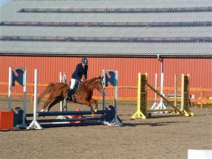 Anden særlig race Tinto billede 5