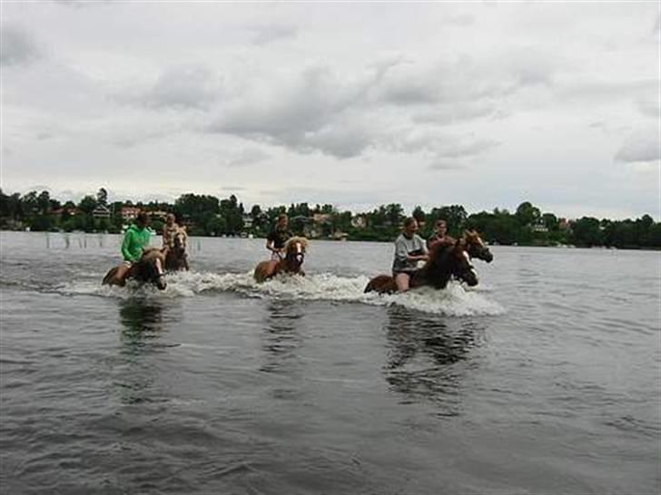 Anden særlig race Tinto billede 6