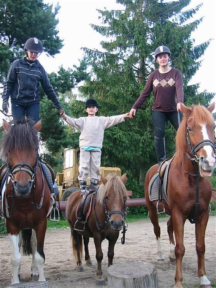 Anden særlig race Tinto billede 7