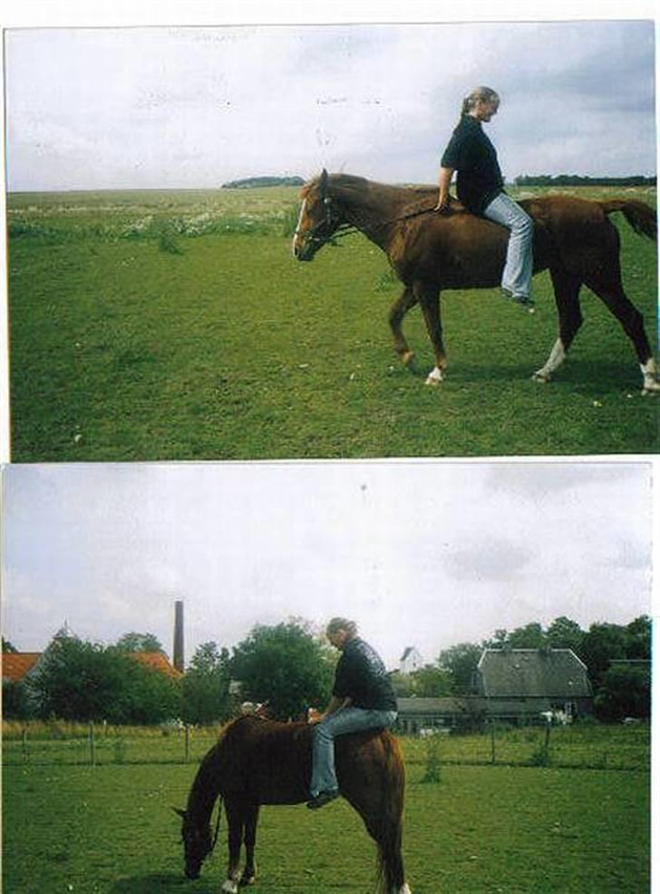 Anden særlig race Tinto billede 8