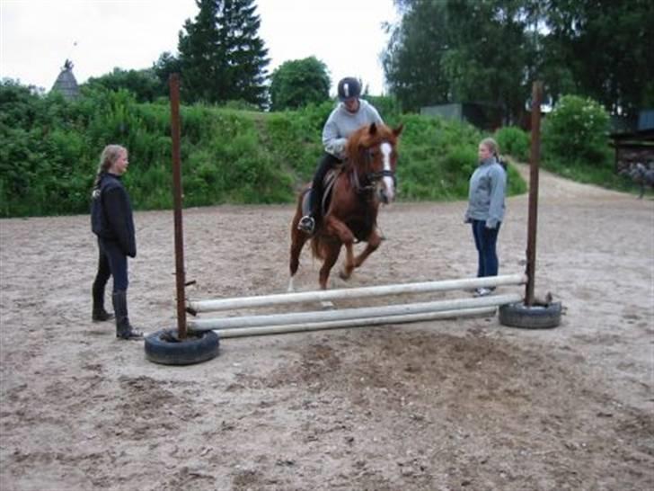 Anden særlig race Tinto billede 9