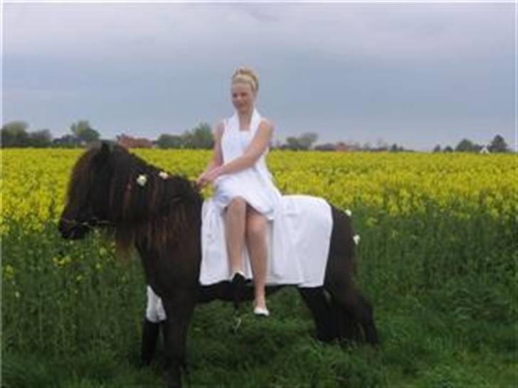 Islænder Daðri (fra Meldgaard) - Min konfirmation 08 :) DEJLIGE DRENG! billede 4