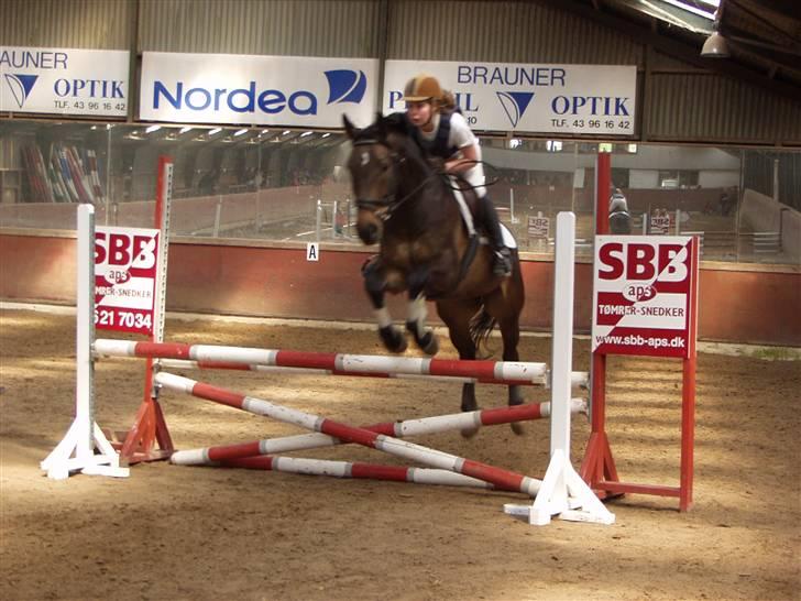 Anden særlig race Platinico billede 11