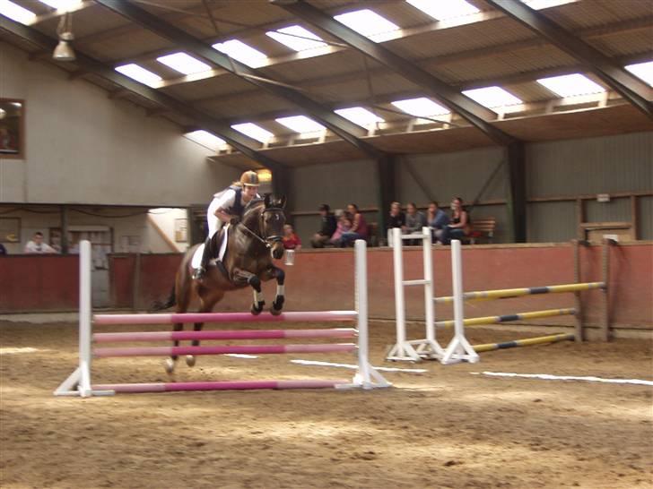 Anden særlig race Platinico billede 12