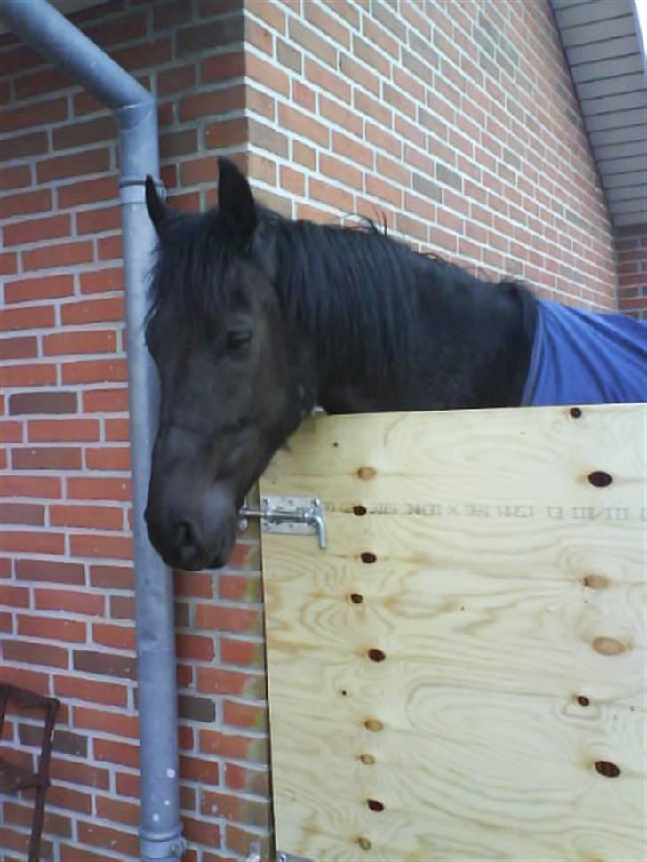 Anden særlig race Black Shadow - Solgt - Lille Blacke mand april 2008 billede 18