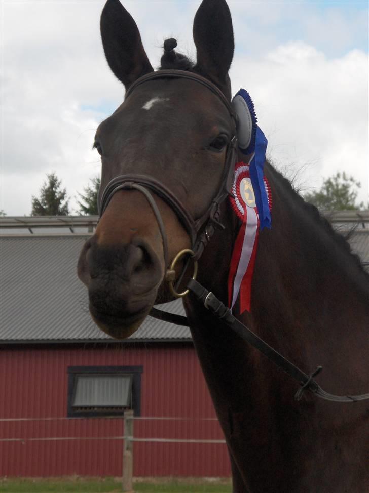 Knabstrupper Nymands Zidney billede 2