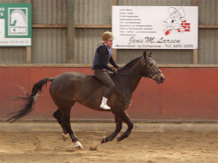 Anden særlig race Platinico billede 13