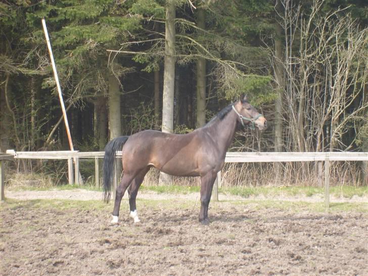 Anden særlig race Platinico billede 14