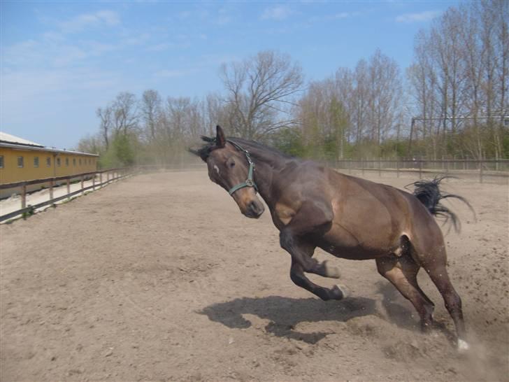 Anden særlig race Platinico billede 15