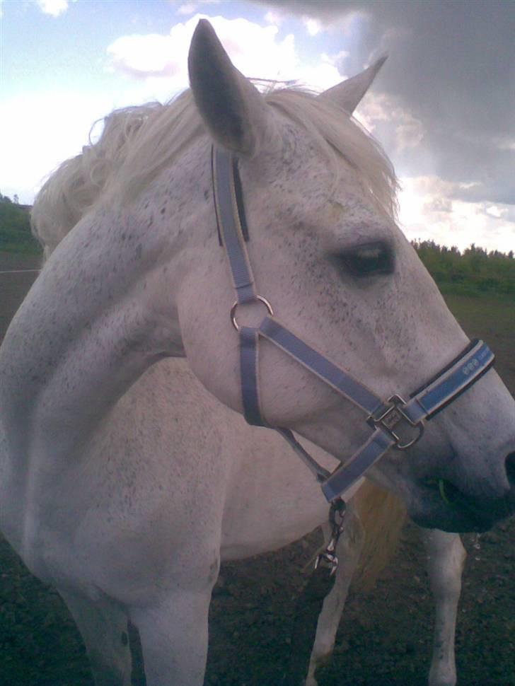 Anden særlig race Ronja SOLGT - ronja på folden.. smuk, smuk!!  billede 11