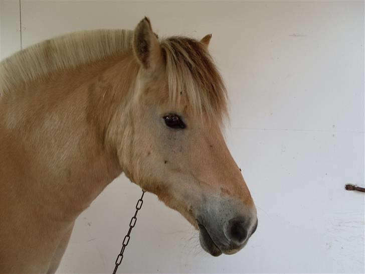 Fjordhest Aadalens Klaus  - SUPER GODT BILLEDE ! billede 13
