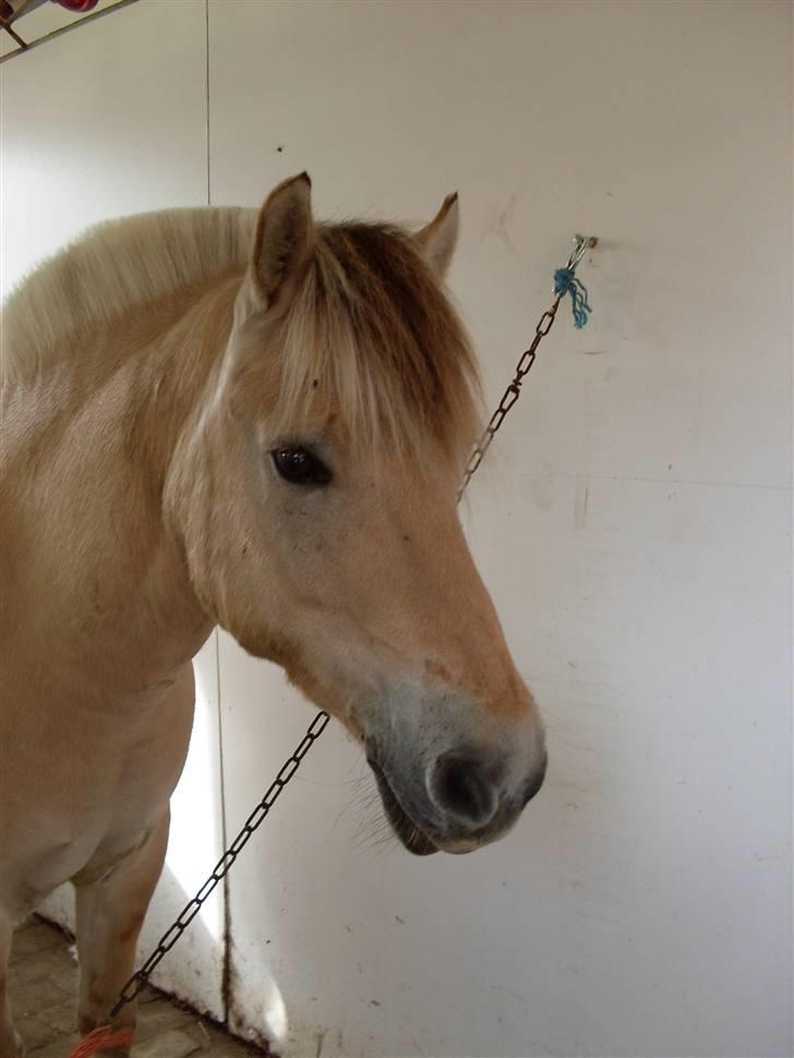 Fjordhest Aadalens Klaus  - Det her er også bare et super godt billede ( : billede 14