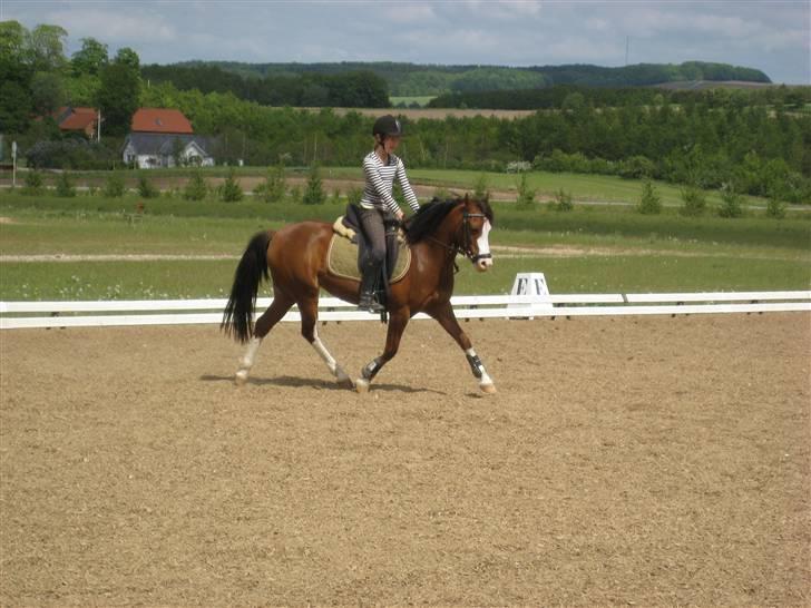 New Forest Judy SOLGT - Ópvarmning, Til dressur undervisning..  billede 9